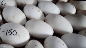 Инкубация гусиного яйца приближенной к природной в Матрица-Дели