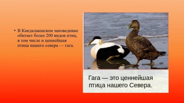 Экологические проблемы Севера. Охрана природы тундры география 7 кл смотреть онлайн