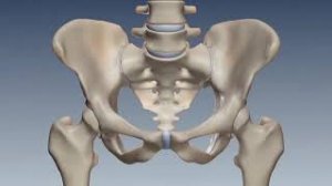 Крестцово-подвздошное сочленения. Анатомия. Биомеханика