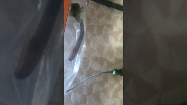 Мастацембел арматус и панцерный сом смотреть онлайн