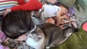 Кошки защищают детей от опасностей |  Кошки играют с младенцами