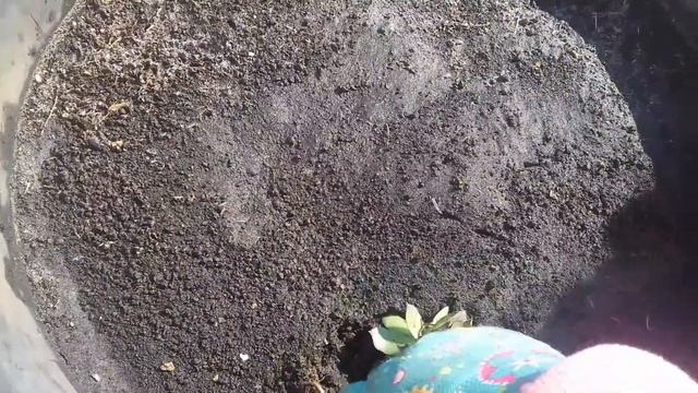 молодило в саду красота и польза смотреть онлайн