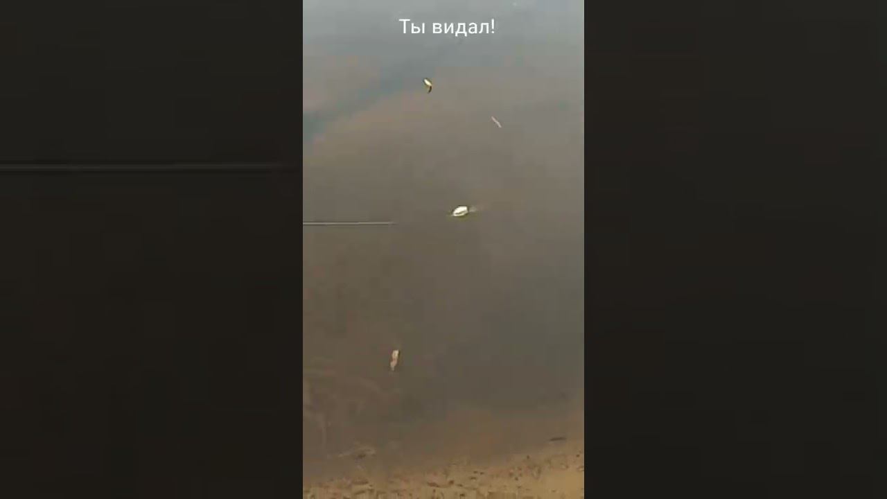 Ты видал?! #приколы смотреть онлайн