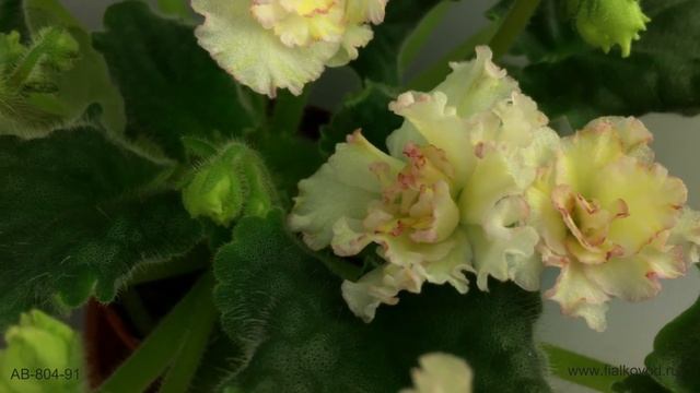 Фиалка с желтыми цветами-розочками - АВ-804-91 смотреть онлайн