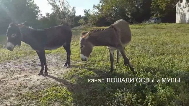 ИНТЕРЕСНЫЕ ФАКТЫ ОБ ИШАКАХ ВСЕГО МИРА смотреть онлайн