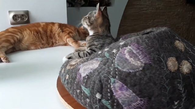 Валяные домики для наших хвостиков) смотреть онлайн