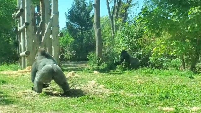 Самые большие обезьяны Гориллы/King Kong/Maymun/Zoopark/hayvonot bog'i/eng kotta maymun/uzbek blog♥ смотреть онлайн