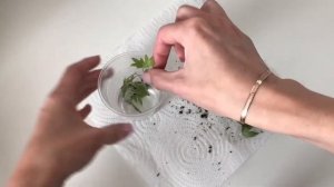 Плющ Хедера ? Реанимация ? Часть 1