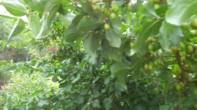 Лучший сорт кизила. Н.Винтер в гостях у А.Колесникова. Ч.3. смотреть онлайн