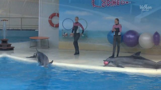 Шоу дельфинов и морских котиков в Коктебеле смотреть онлайн