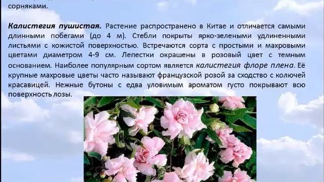 Калистегия смотреть онлайн