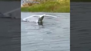 ЛЕБЕДЬ САДИТСЯ НА ВОДУ СМОТРЕТЬ