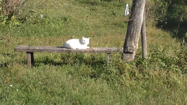 Деревни в глубинке России. Скромная деревня среди полей и лесов на севере Нижегородской области. смотреть онлайн