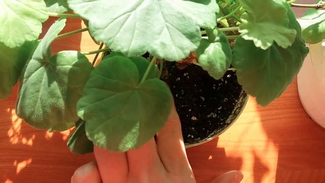 Плющелистные пеларгонии зимой. смотреть онлайн