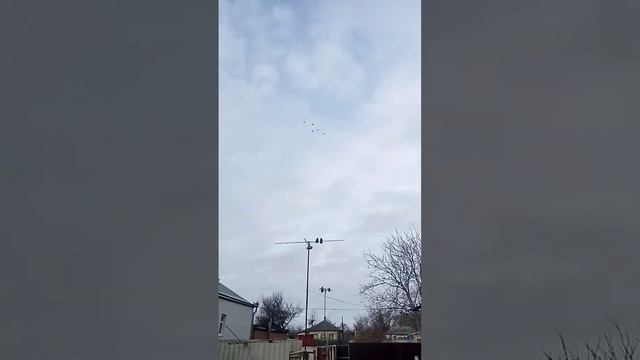 Николаевские голуби Завалихина Анатолия Валерьевича, Ставропольский край, село Красногвардейское. смотреть онлайн