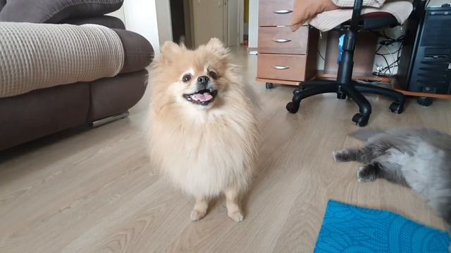 Бася Шпиц боится забирать червяка у кота!
