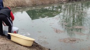 Зарыбление пруда - белый амур, карп, толстолобик и вьюны - Пруд на участке -Нормы зарыбление-Зарыбо