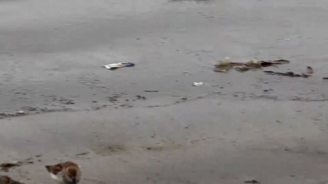 Перепончатопалый песочник .Calidris Mauri. Птицы США.