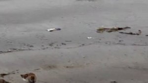 Перепончатопалый песочник .Calidris mauri. Птицы США.