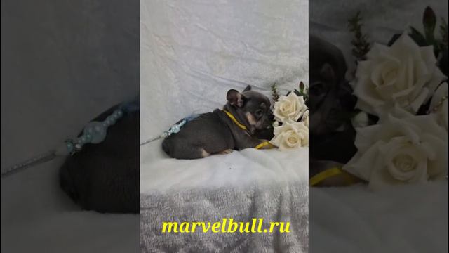 Девочка Лиловый Подпал Жасмин Марвел Буль смотреть онлайн