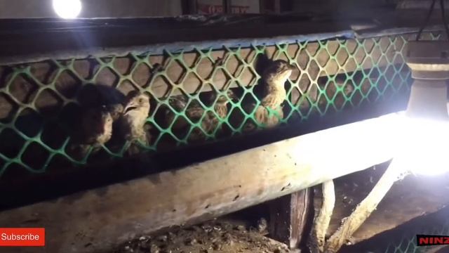 Complete Guide: How to Start Quail Farming! | From Day-Old to Laying Stage | ninz TV смотреть онлайн