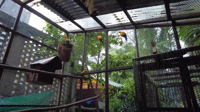 KL Tower Mini Zoo Kuala Lumpur Malaysia【Full Tour in 4k】 смотреть онлайн