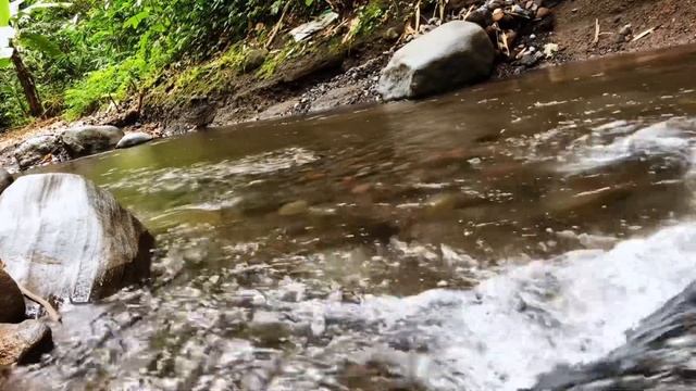 Relaxing River Sounds - Morning Ambience- 30 minutesLong - Nature Videos - East Java Indonesia смотреть онлайн