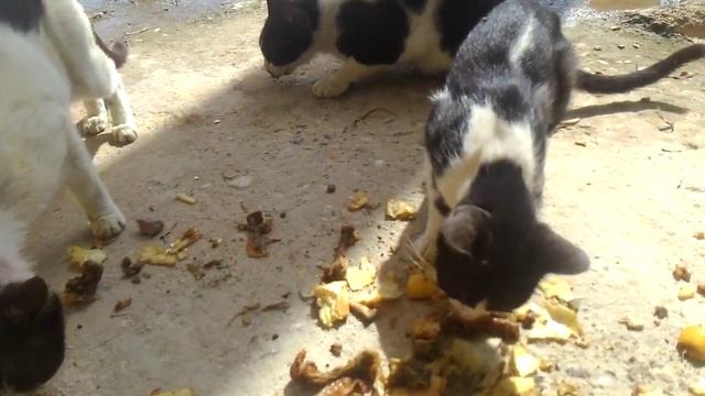 محاولة لمس القطط البرية أثناء إطعامها feeding stray cats and trying to touch them смотреть онлайн