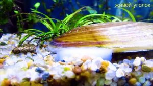 ПРЕСНОВОДНАЯ МИДИЯ В АКВАРИУМЕ