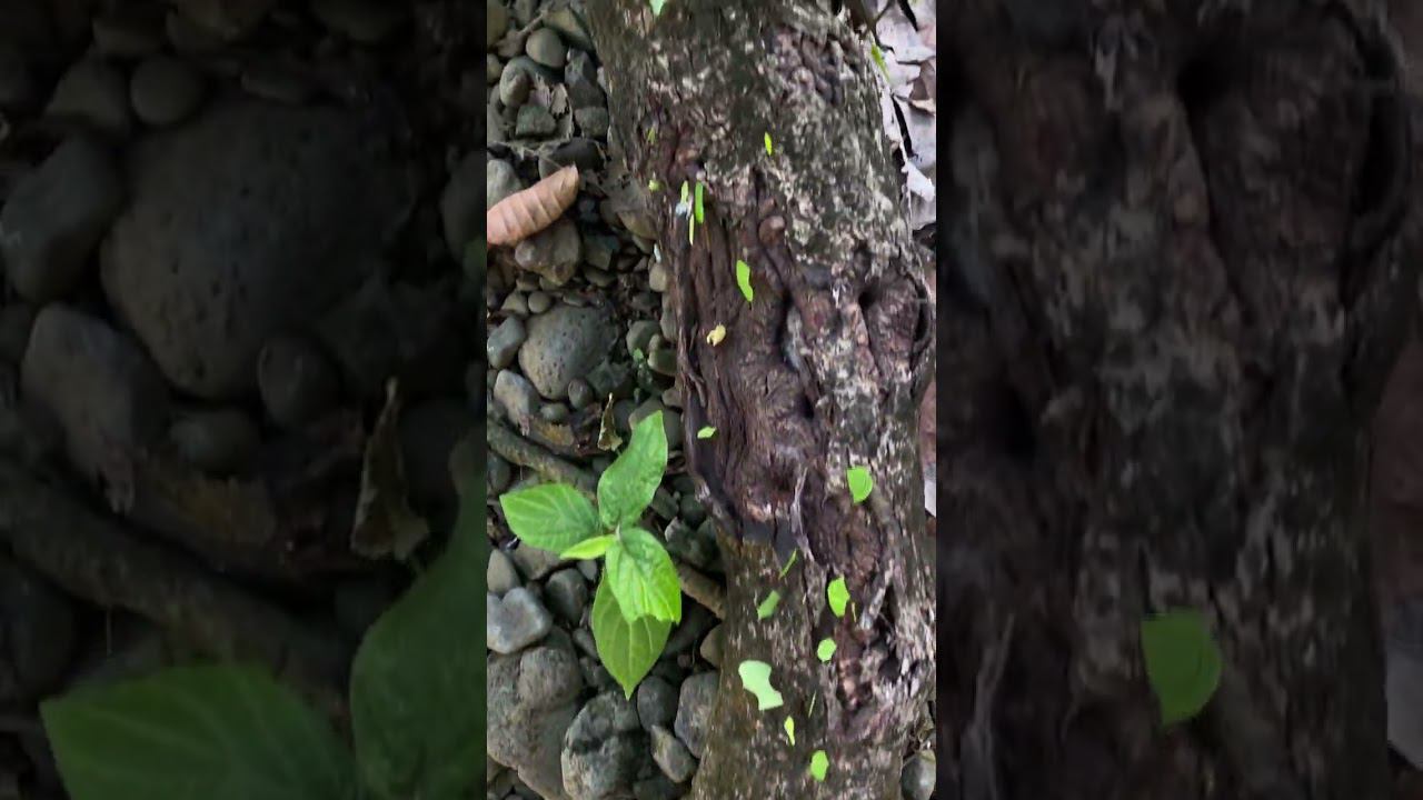 Как в  National Geographic смотреть онлайн