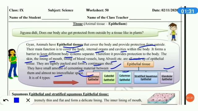9(NCERT) Worksheet 50, Bilingual, Lesson 6 Tissues, Animal Tissues, Epithelium. смотреть онлайн