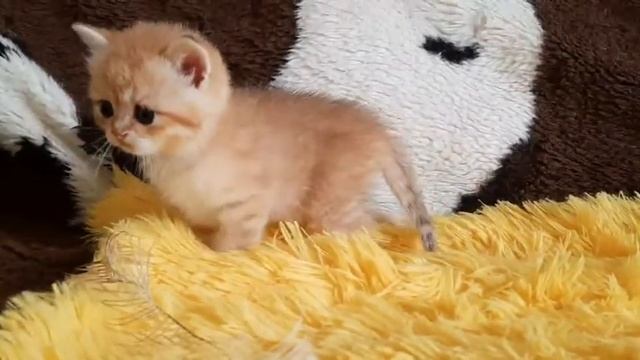 Британские котята из питомника окраса золотая шиншилла смотреть онлайн