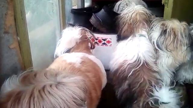 Той терьер в гостях у шитцу смотреть онлайн