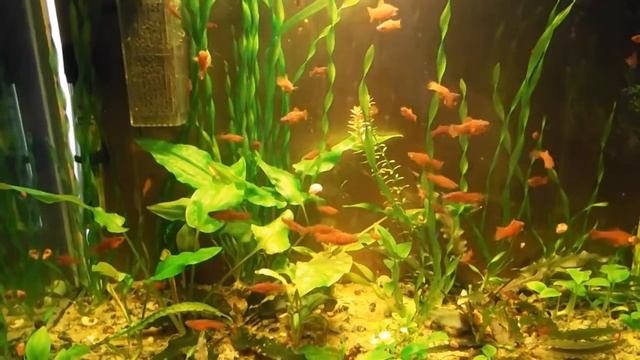 Старая вода в аквариуме часть 2 смотреть онлайн