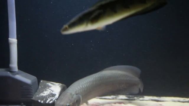 Нильская арована или Heterotis Niloticus (African Arowana) 2