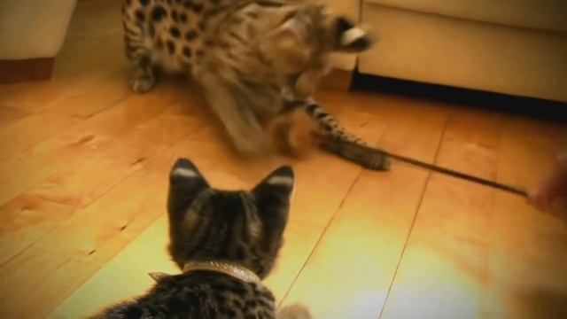 ТОП 10 САМЫХ УМНЫХ КОШЕК. смотреть онлайн