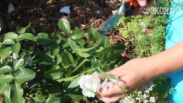 Уход в июле за розами, восстановившимися после суровой зимы смотреть онлайн