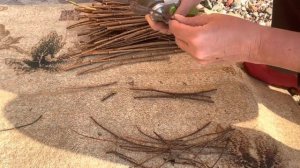 Весенняя обрезка метельчатой гортензии Самарская Лидия. Черенкование гортензии