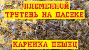 Засев племенного трутня  Миролюбие карники