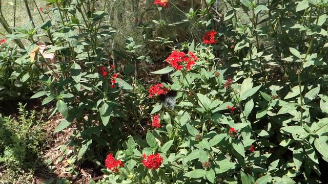 Butterfies on Red Pentas смотреть онлайн