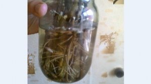 Как посадить вербу #верба #какпосадить #посадкаиуход #посадка #ива