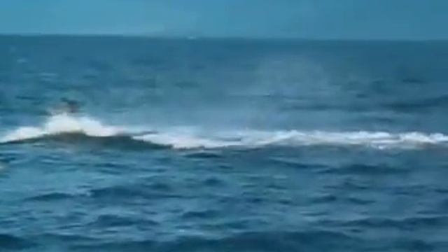 xolalpa: kayak aplastado por una ballena смотреть онлайн
