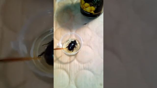 Жук носорог в эпоксидной смоле. Первый опыт. смотреть онлайн