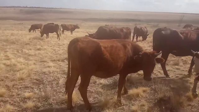 Крс смотреть онлайн
