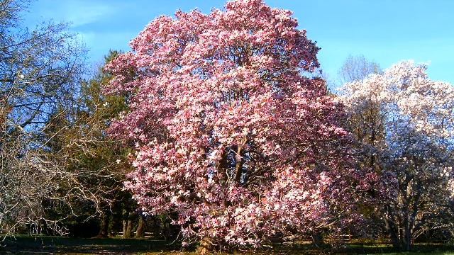 Тнаго магнолия смотреть онлайн