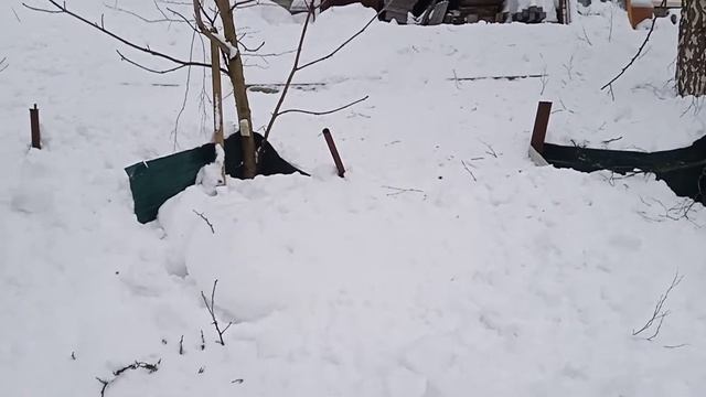 Снесло весь забор снегом с крыши соседа.