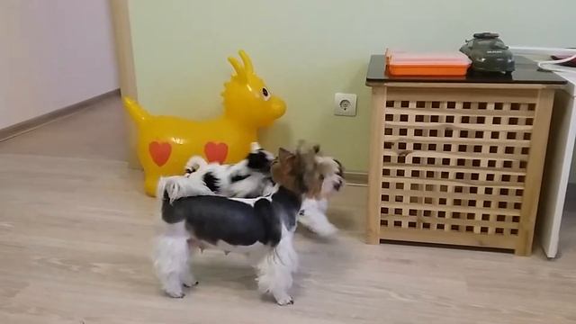 Утренние игры. Щенки Бивер йорка. смотреть онлайн