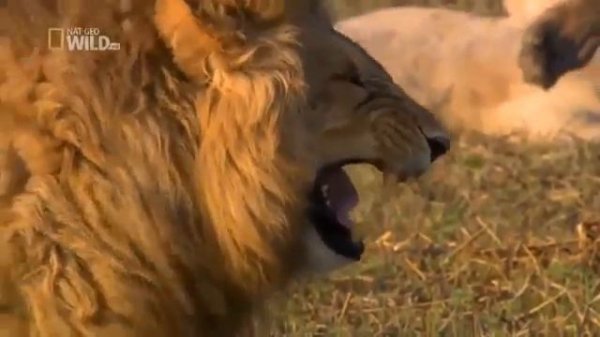 FUNNY LION LAUGHING VIDEO || LAUGHING LION || funny lion video || SHER KI HASNE WAALI VIDEO