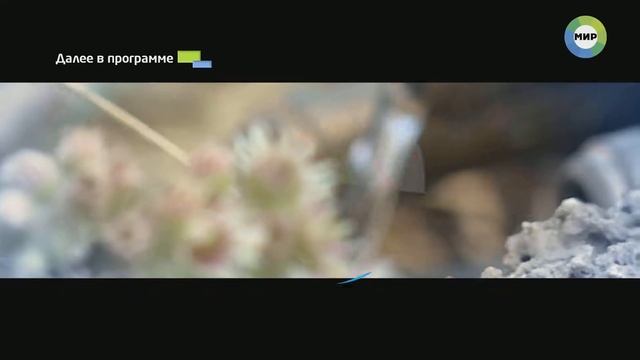 Ландшафтный дизайн-ЕЩЁ ДЕШЕВЛЕ ! смотреть онлайн