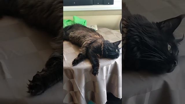 Мейн Кун Илюша. Жарко маленькой кисиньке:) смотреть онлайн